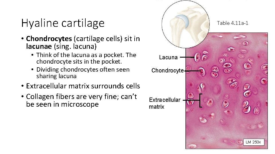 Hyaline cartilage Table 4. 11 a-1 • Chondrocytes (cartilage cells) sit in lacunae (sing.