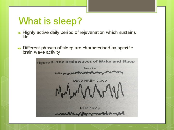 What is sleep? Highly active daily period of rejuvenation which sustains life Different phases