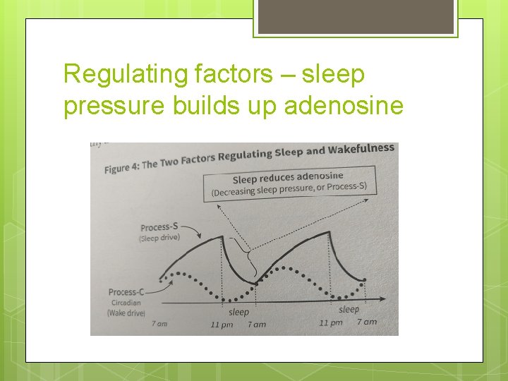 Regulating factors – sleep pressure builds up adenosine 