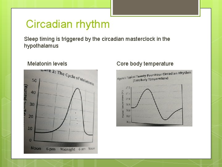 Circadian rhythm Sleep timing is triggered by the circadian masterclock in the hypothalamus Melatonin