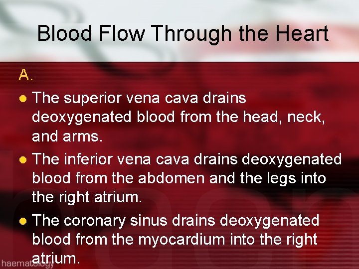 Blood Flow Through the Heart A. l The superior vena cava drains deoxygenated blood