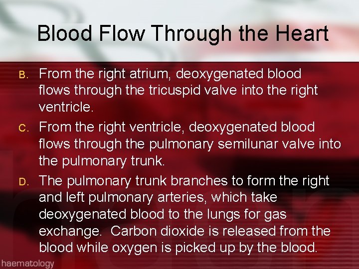 Blood Flow Through the Heart B. C. D. From the right atrium, deoxygenated blood