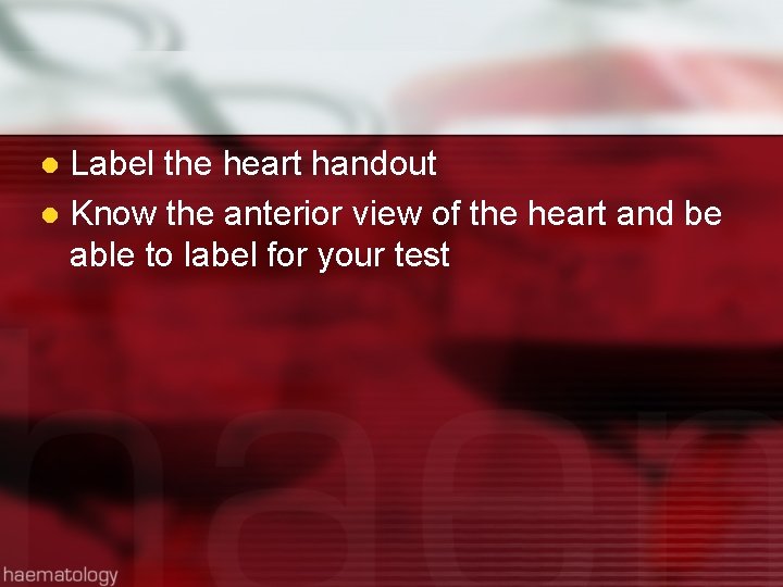Label the heart handout l Know the anterior view of the heart and be