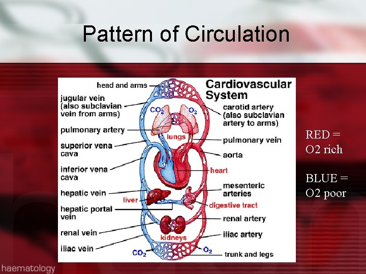 Pattern of Circulation RED = O 2 rich BLUE = O 2 poor 