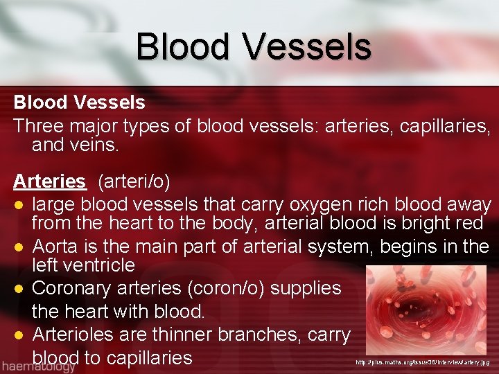 Blood Vessels Three major types of blood vessels: arteries, capillaries, and veins. Arteries (arteri/o)