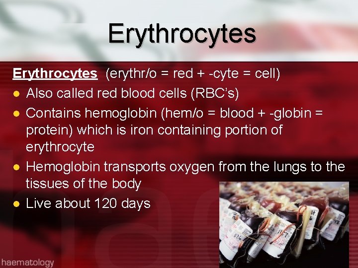 Erythrocytes (erythr/o = red + -cyte = cell) l Also called red blood cells