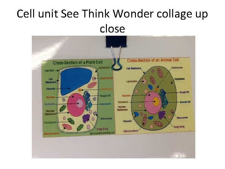 Cell unit See Think Wonder collage up close 