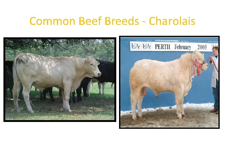 Common Beef Breeds - Charolais 