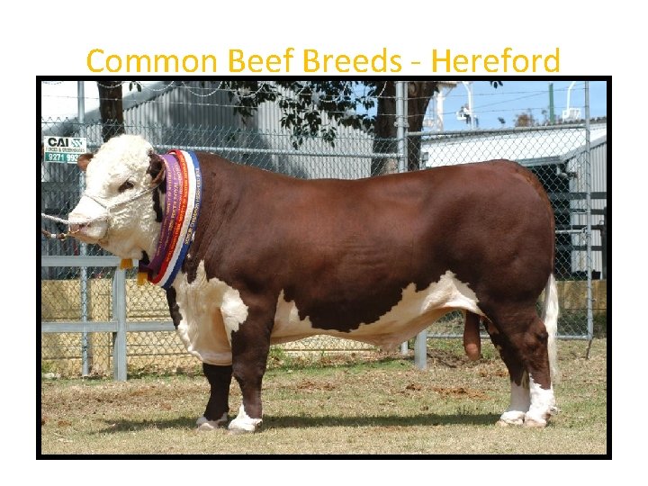 Common Beef Breeds - Hereford 