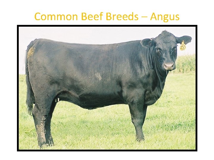 Common Beef Breeds – Angus 