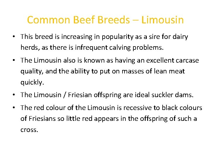 Common Beef Breeds – Limousin • This breed is increasing in popularity as a