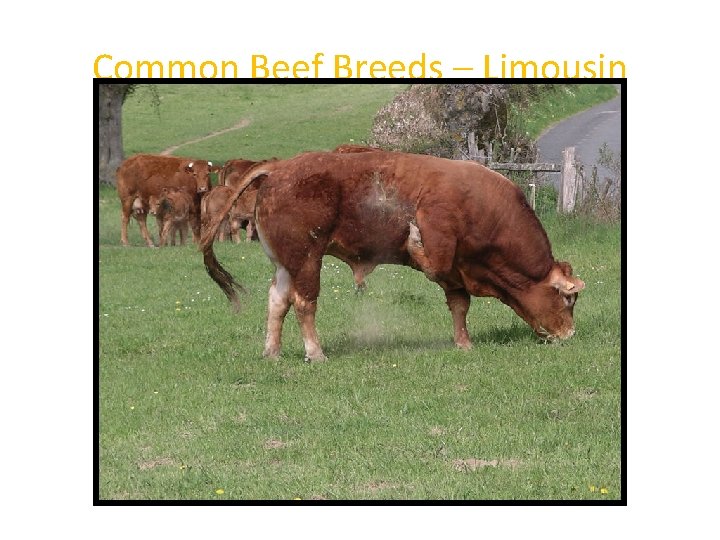 Common Beef Breeds – Limousin 