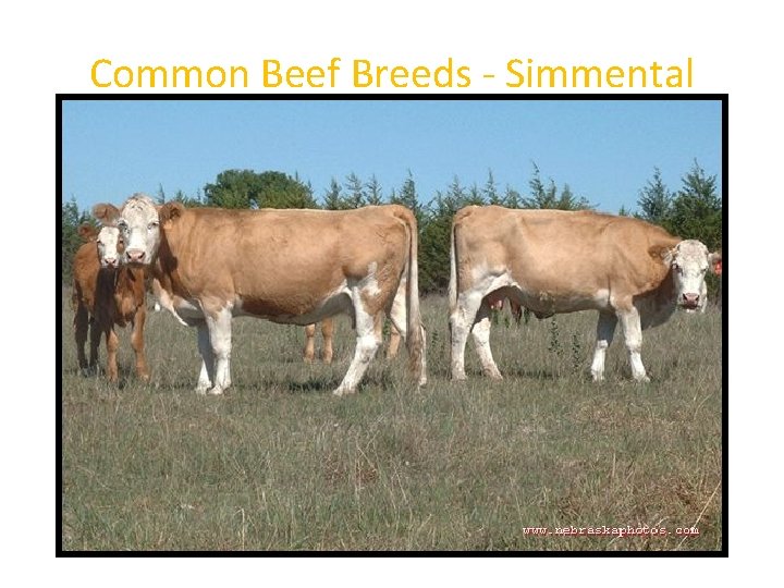 Common Beef Breeds - Simmental 