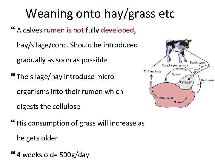 Weaning onto hay/grass etc A calves rumen is not fully developed, hay/silage/conc. Should be