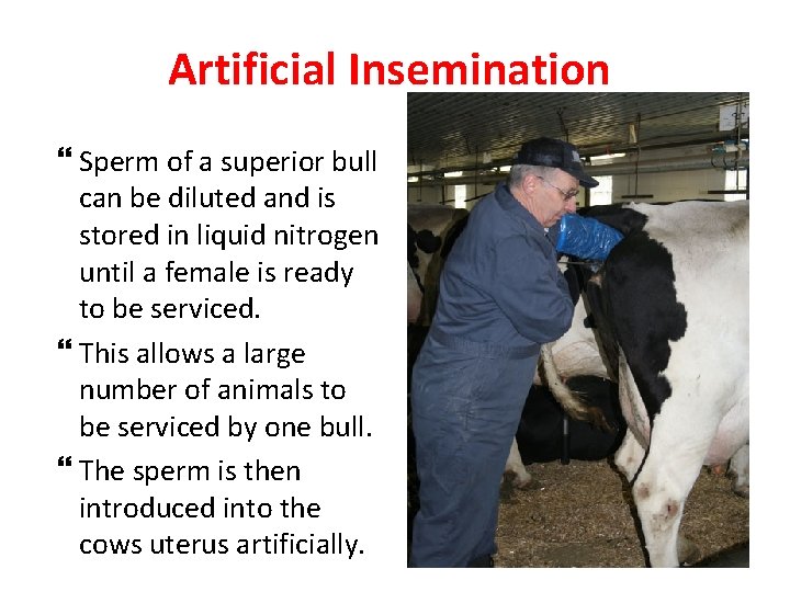 Artificial Insemination Sperm of a superior bull can be diluted and is stored in