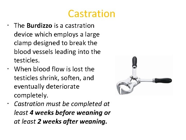 Castration The Burdizzo is a castration device which employs a large clamp designed to