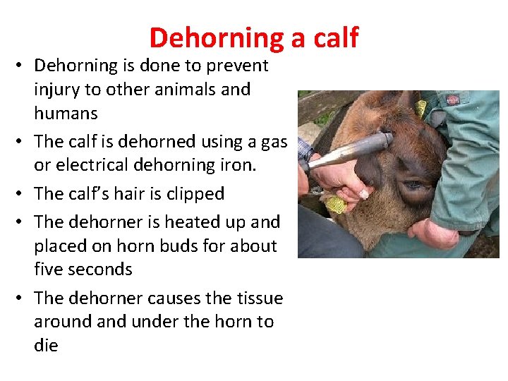 Dehorning a calf • Dehorning is done to prevent injury to other animals and
