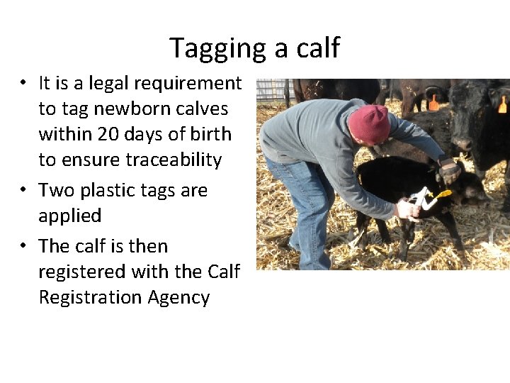 Tagging a calf • It is a legal requirement to tag newborn calves within