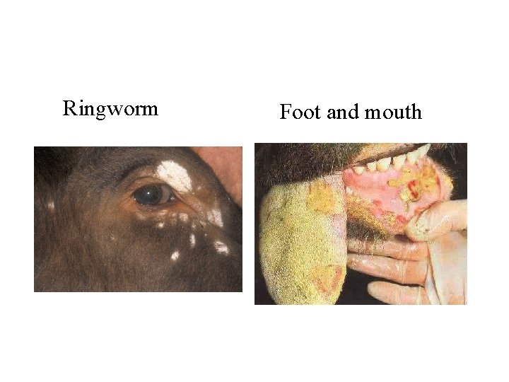 Ringworm Foot and mouth 