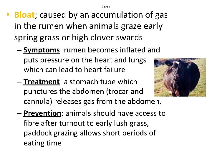 Contd • Bloat; caused by an accumulation of gas in the rumen when animals