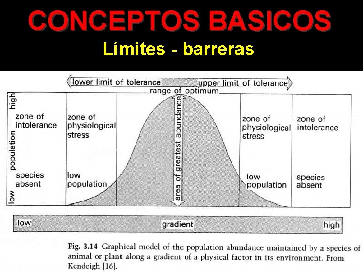 CONCEPTOS BASICOS Límites - barreras 