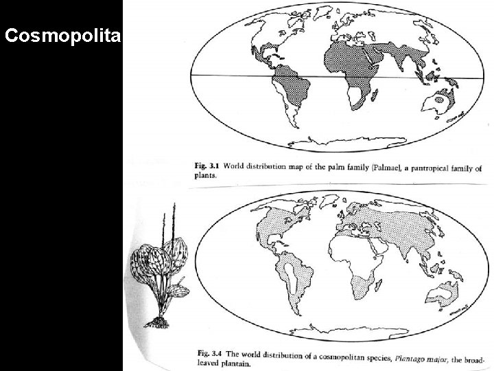 Cosmopolita 