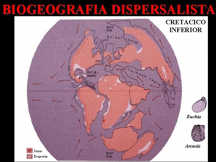 BIOGEOGRAFIA DISPERSALISTA CRETACICO INFERIOR Buchia Arctotis Dunas Evaporitas 