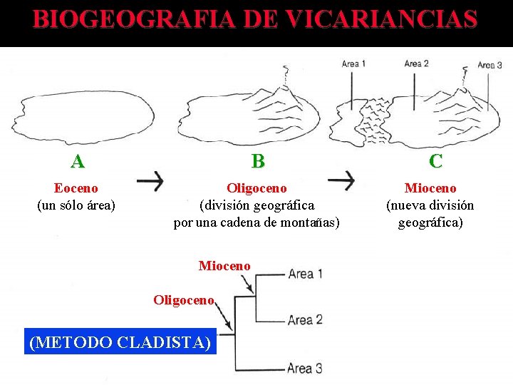 BIOGEOGRAFIA DE VICARIANCIAS A B Eoceno (un sólo área) Oligoceno (división geográfica por una