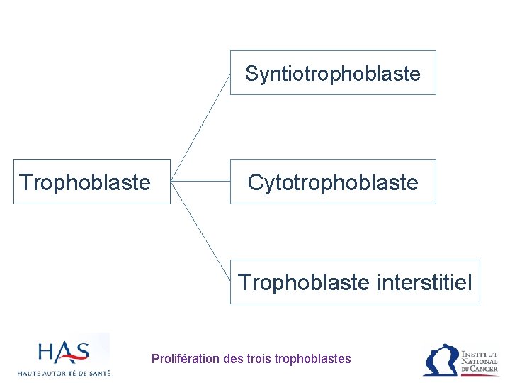 Syntiotrophoblaste Trophoblaste Cytotrophoblaste Trophoblaste interstitiel Prolifération des trois trophoblastes 