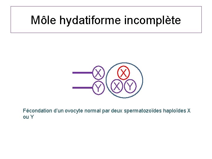 Môle hydatiforme incomplète X Y X X Y Fécondation d’un ovocyte normal par deux