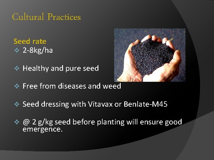 Cultural Practices Seed rate v 2 -8 kg/ha v Healthy and pure seed v