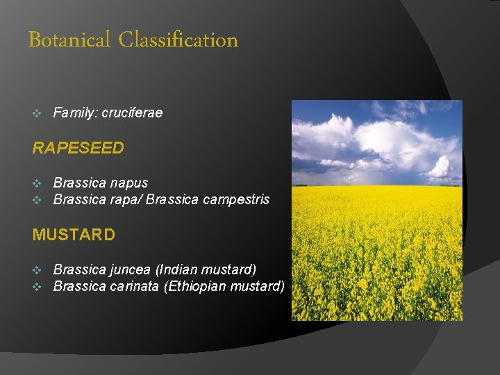 Botanical Classification v Family: cruciferae RAPESEED v v Brassica napus Brassica rapa/ Brassica campestris