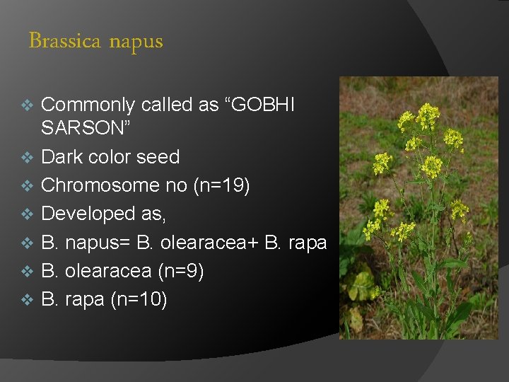 Brassica napus v v v v Commonly called as “GOBHI SARSON” Dark color seed