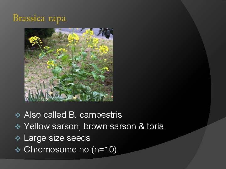 Brassica rapa Also called B. campestris v Yellow sarson, brown sarson & toria v