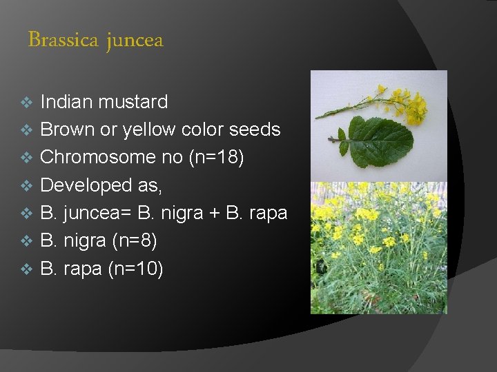 Brassica juncea v v v v Indian mustard Brown or yellow color seeds Chromosome