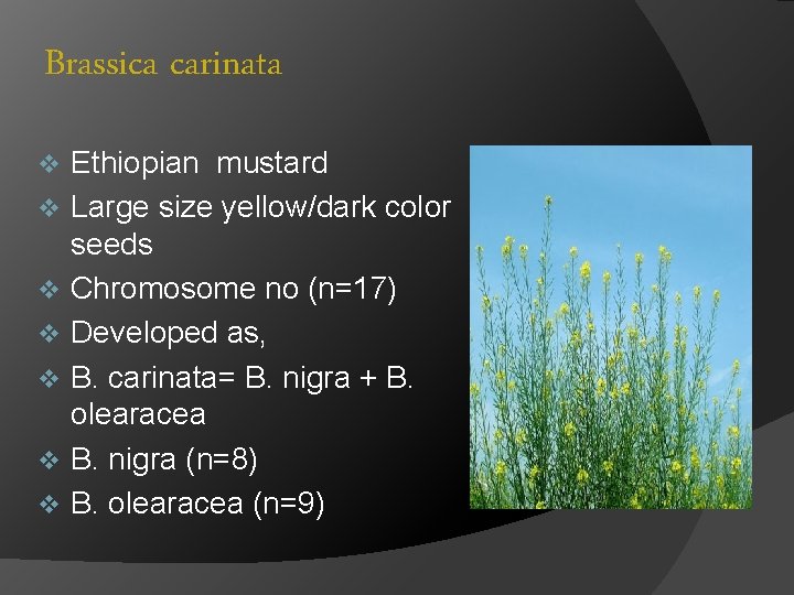 Brassica carinata v v v v Ethiopian mustard Large size yellow/dark color seeds Chromosome