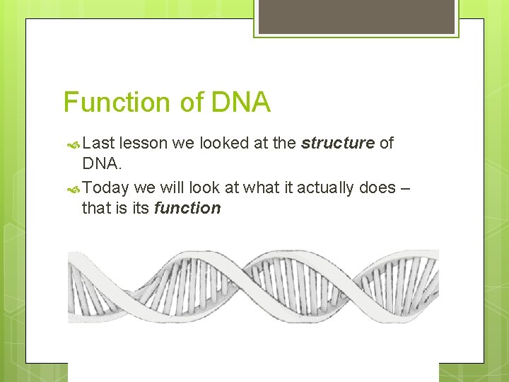 Function of DNA Last lesson we looked at the structure of DNA. Today we