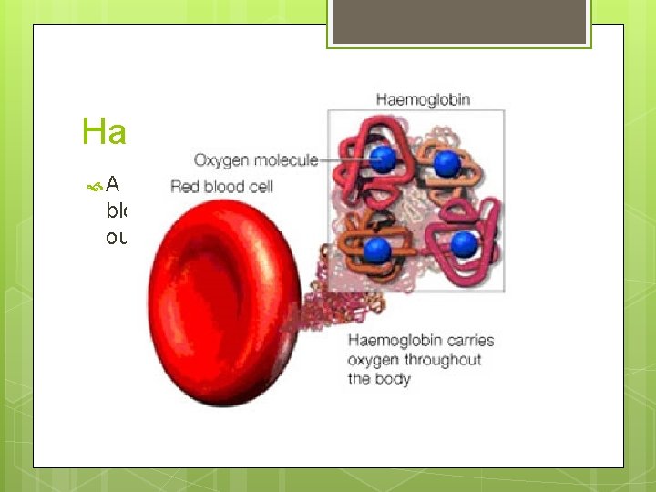 Haemolglobin A red colored protein that is packed into red blood cells so we