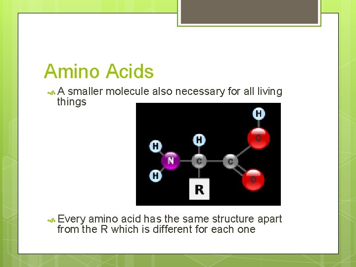 Amino Acids A smaller molecule also necessary for all living things Every amino acid