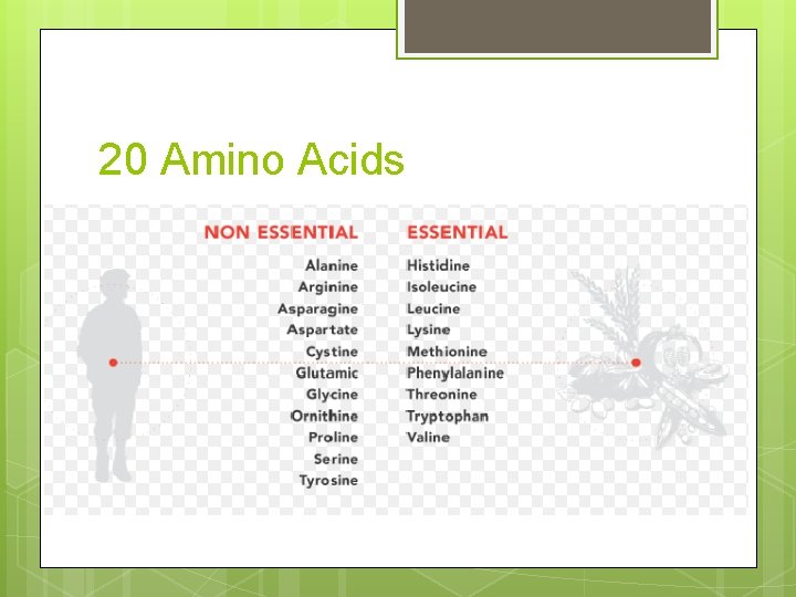 20 Amino Acids 