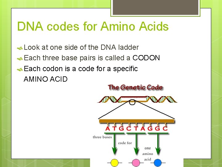 DNA codes for Amino Acids Look at one side of the DNA ladder Each