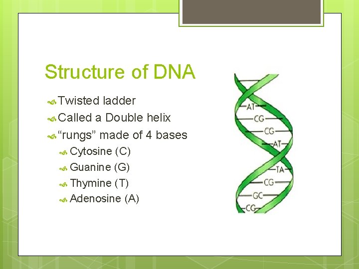 Structure of DNA Twisted ladder Called a Double helix “rungs” made of 4 bases