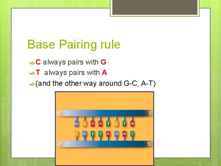 Base Pairing rule C always pairs with G T always pairs with A (and