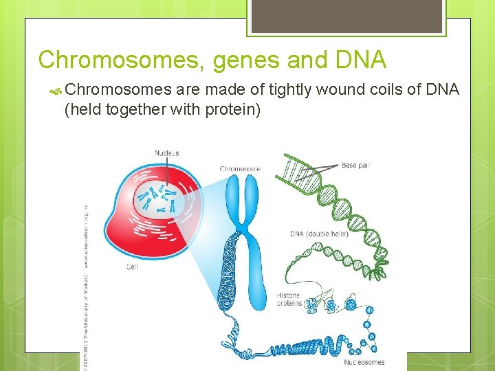 Chromosomes, genes and DNA Chromosomes are made of tightly wound coils of DNA (held