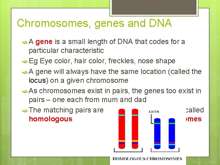 Chromosomes, genes and DNA A gene is a small length of DNA that codes