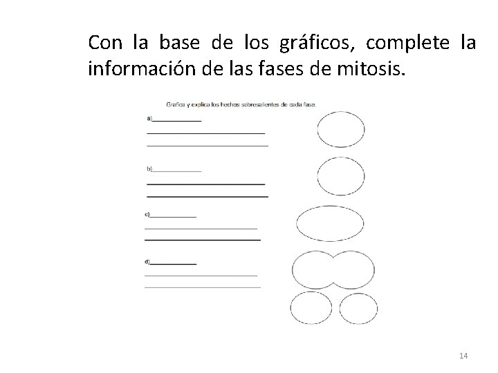 Con la base de los gráficos, complete la información de las fases de mitosis.