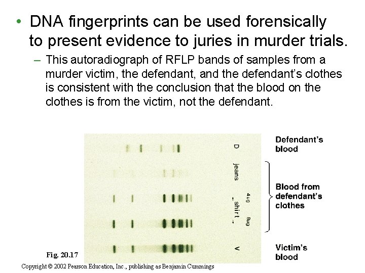  • DNA fingerprints can be used forensically to present evidence to juries in