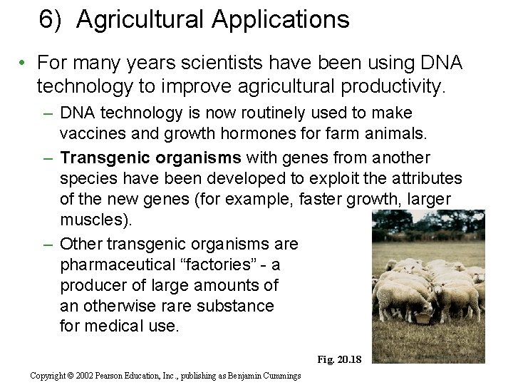 6) Agricultural Applications • For many years scientists have been using DNA technology to