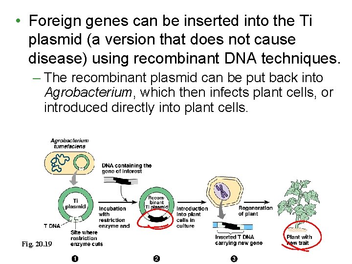  • Foreign genes can be inserted into the Ti plasmid (a version that