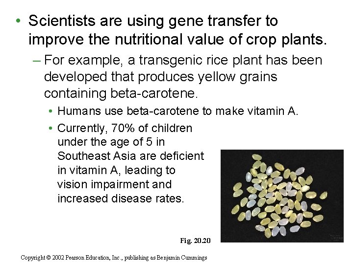  • Scientists are using gene transfer to improve the nutritional value of crop